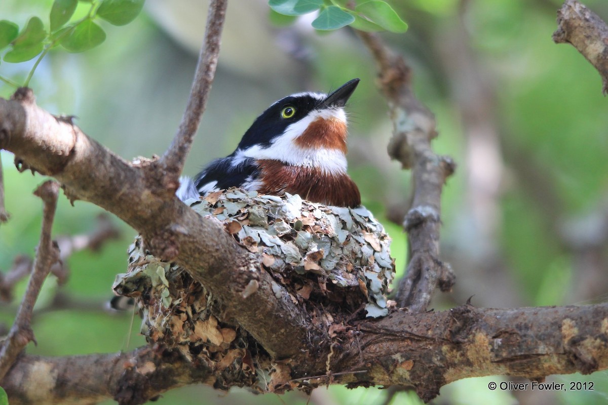 Chinspot Batis - Oliver Fowler