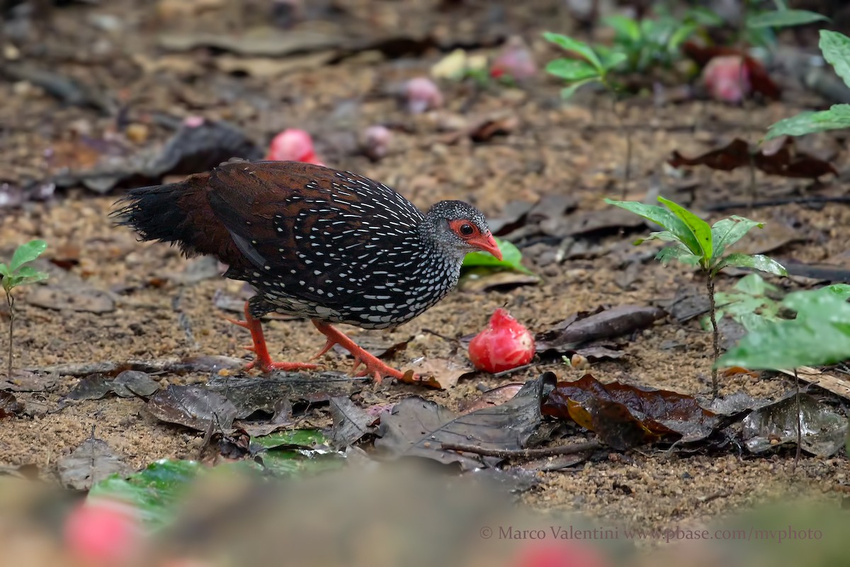 Sri Lanka Spurfowl - Marco Valentini