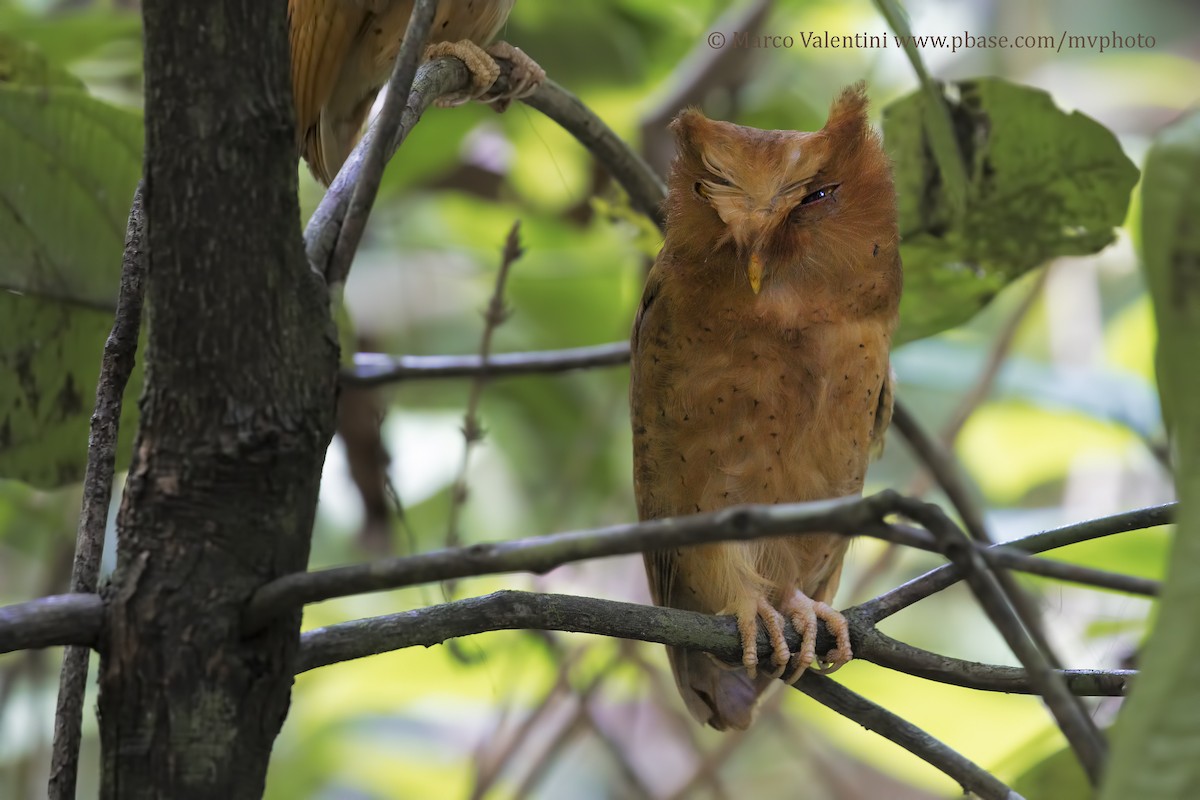 Serendib Scops-Owl - ML204517491