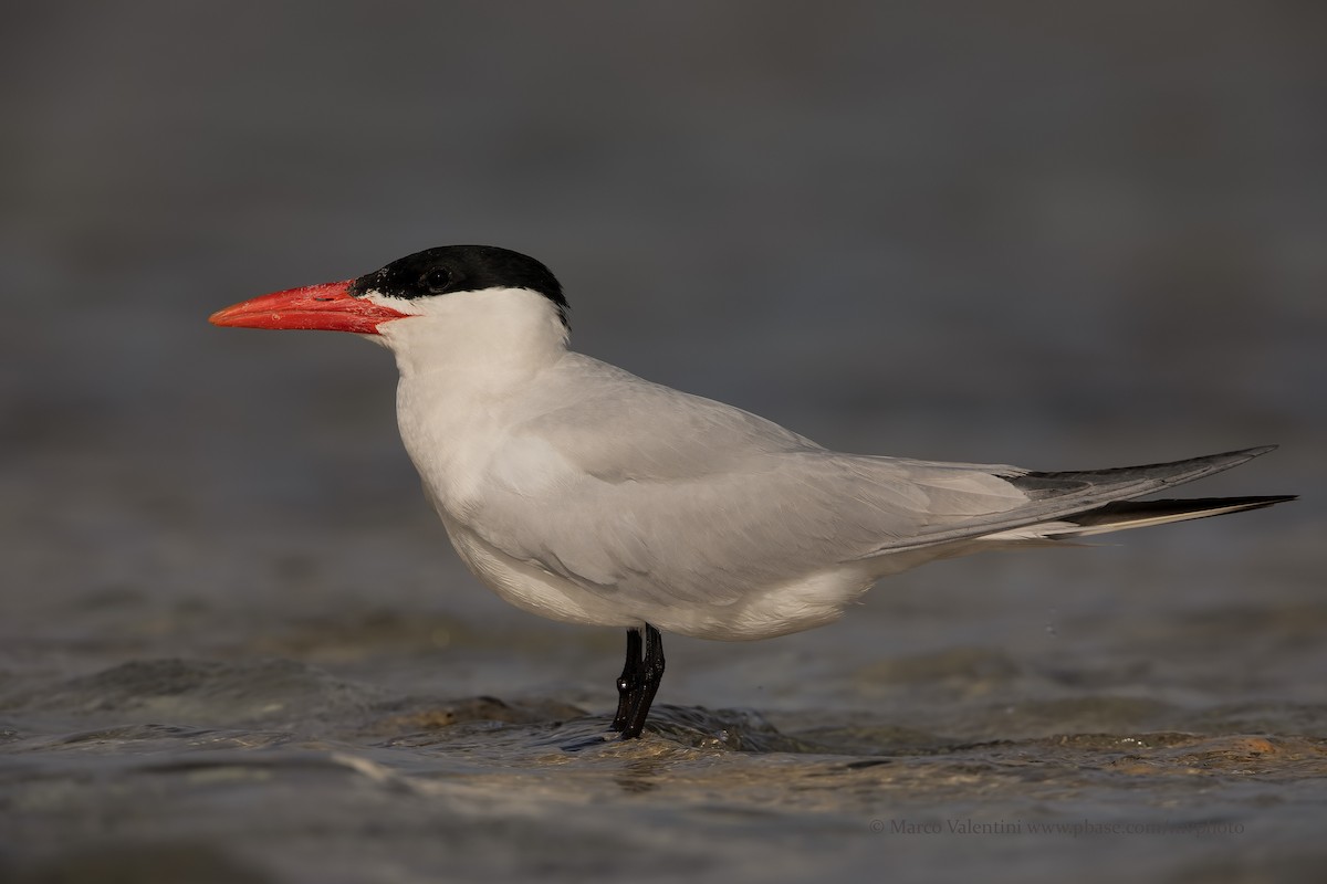 Caspian Tern - ML204517541