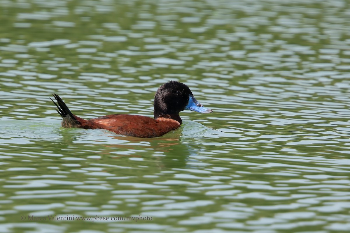 Maccoa Duck - Marco Valentini