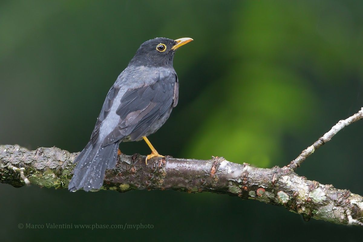 Yellow-legged Thrush - ML204517681