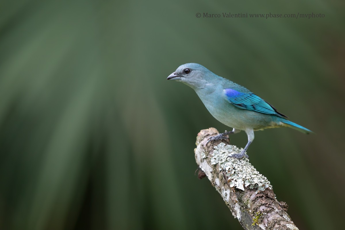 Azure-shouldered Tanager - Marco Valentini