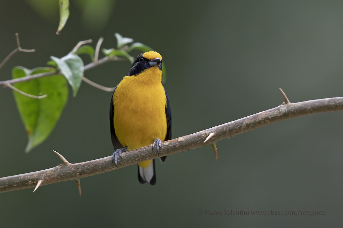 Violaceous Euphonia - ML204517881