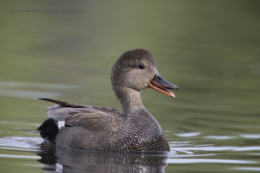 Pato Gris Common EBird