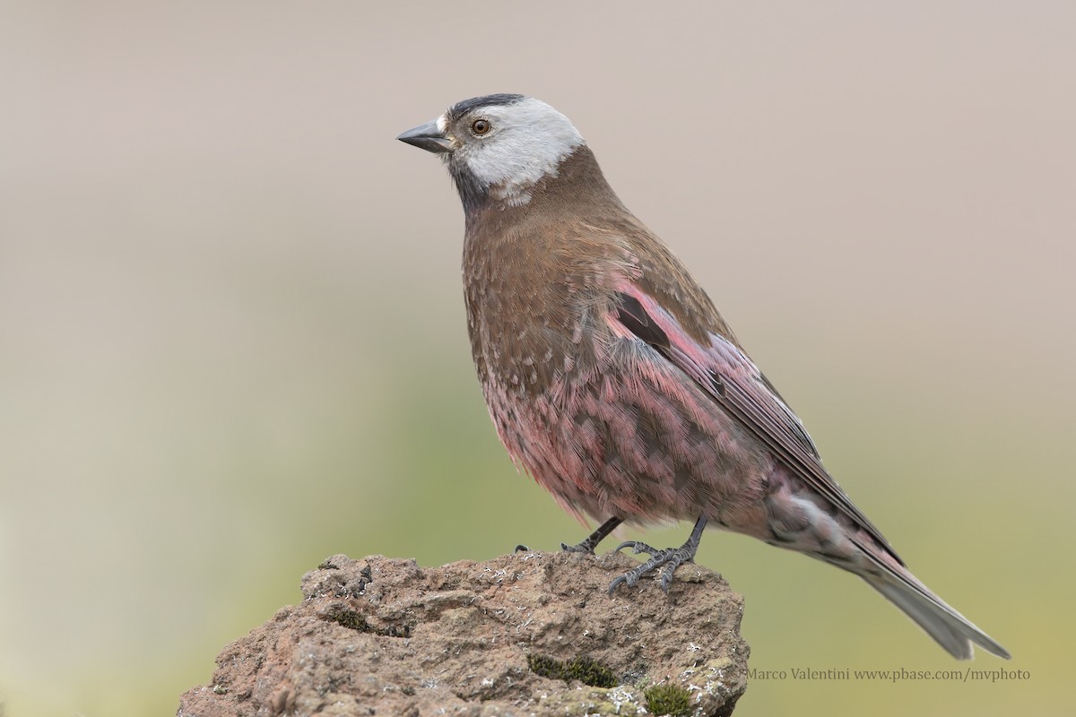 Gray-crowned Rosy-Finch (Pribilof Is.) - Marco Valentini