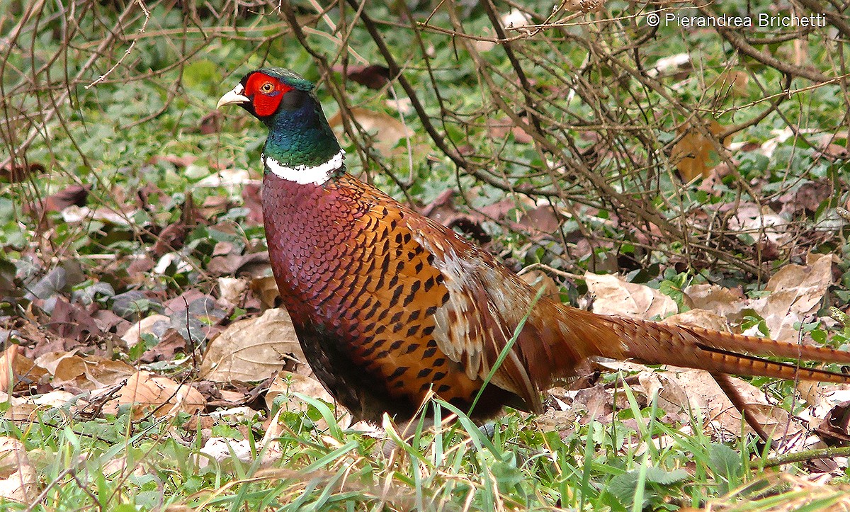 Ring-necked Pheasant - ML204518251