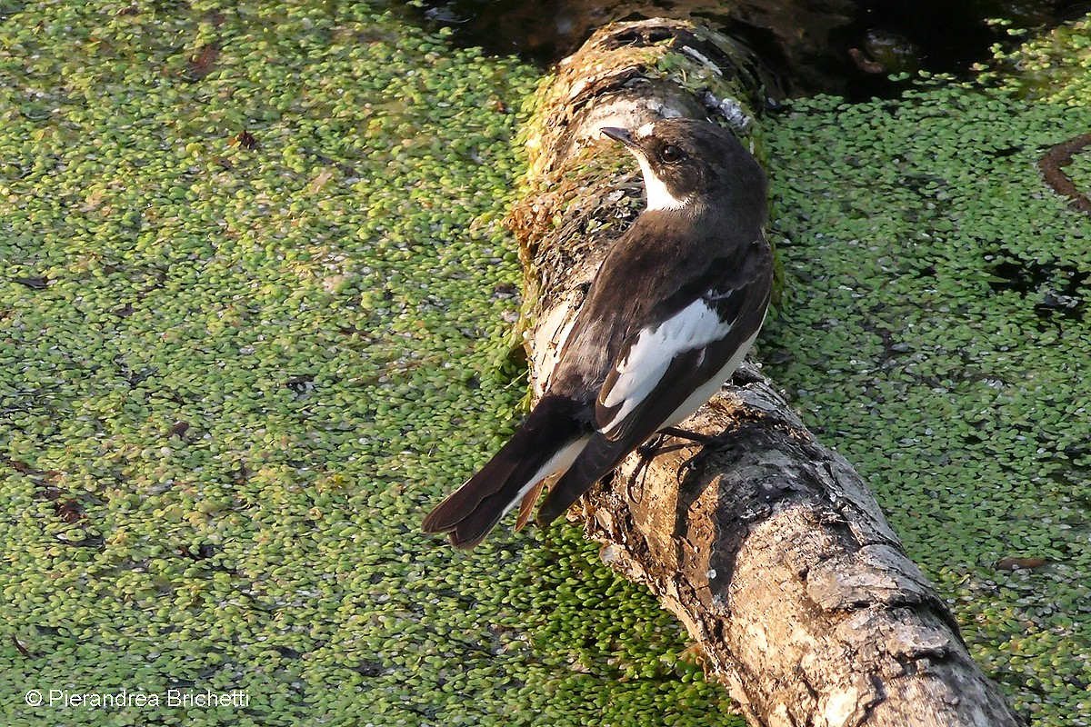 European Pied Flycatcher - ML204518471