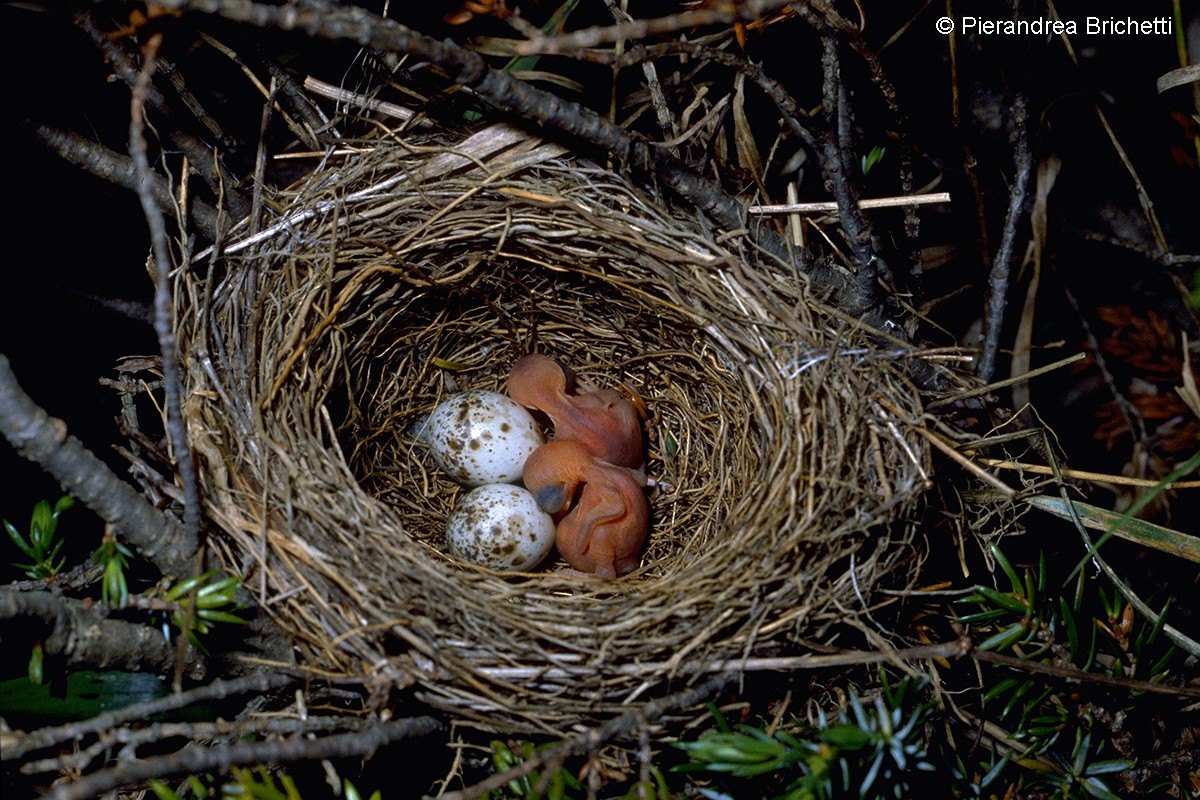 Lesser Whitethroat (curruca/blythi) - ML204518551