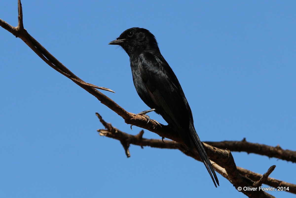 Southern Black-Flycatcher - Oliver Fowler