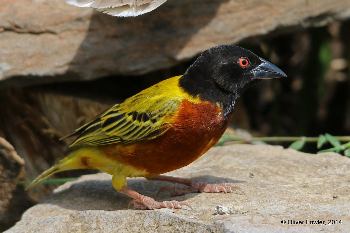 Golden-backed Weaver - ML204519391