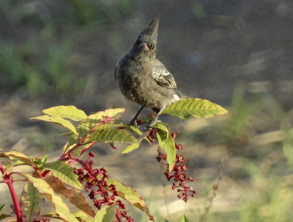 Phainopepla - Nancy Overholtz