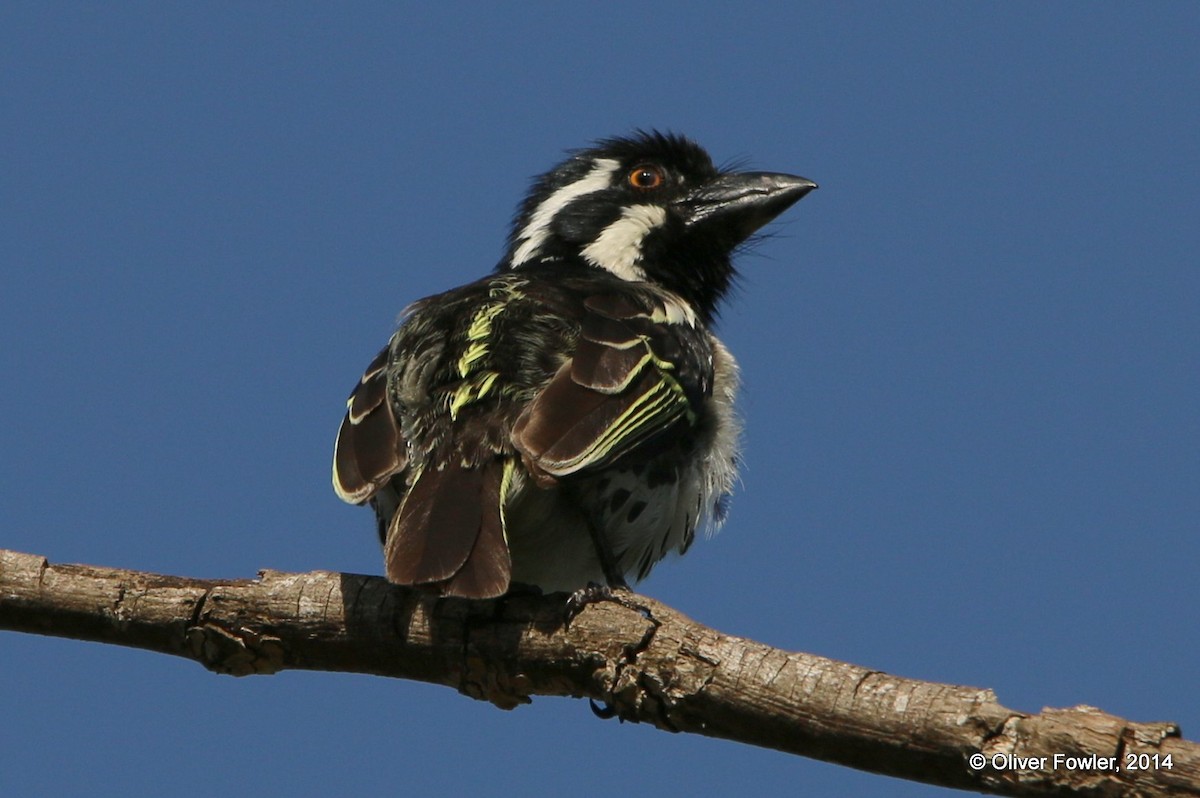 Spot-flanked Barbet - Oliver Fowler