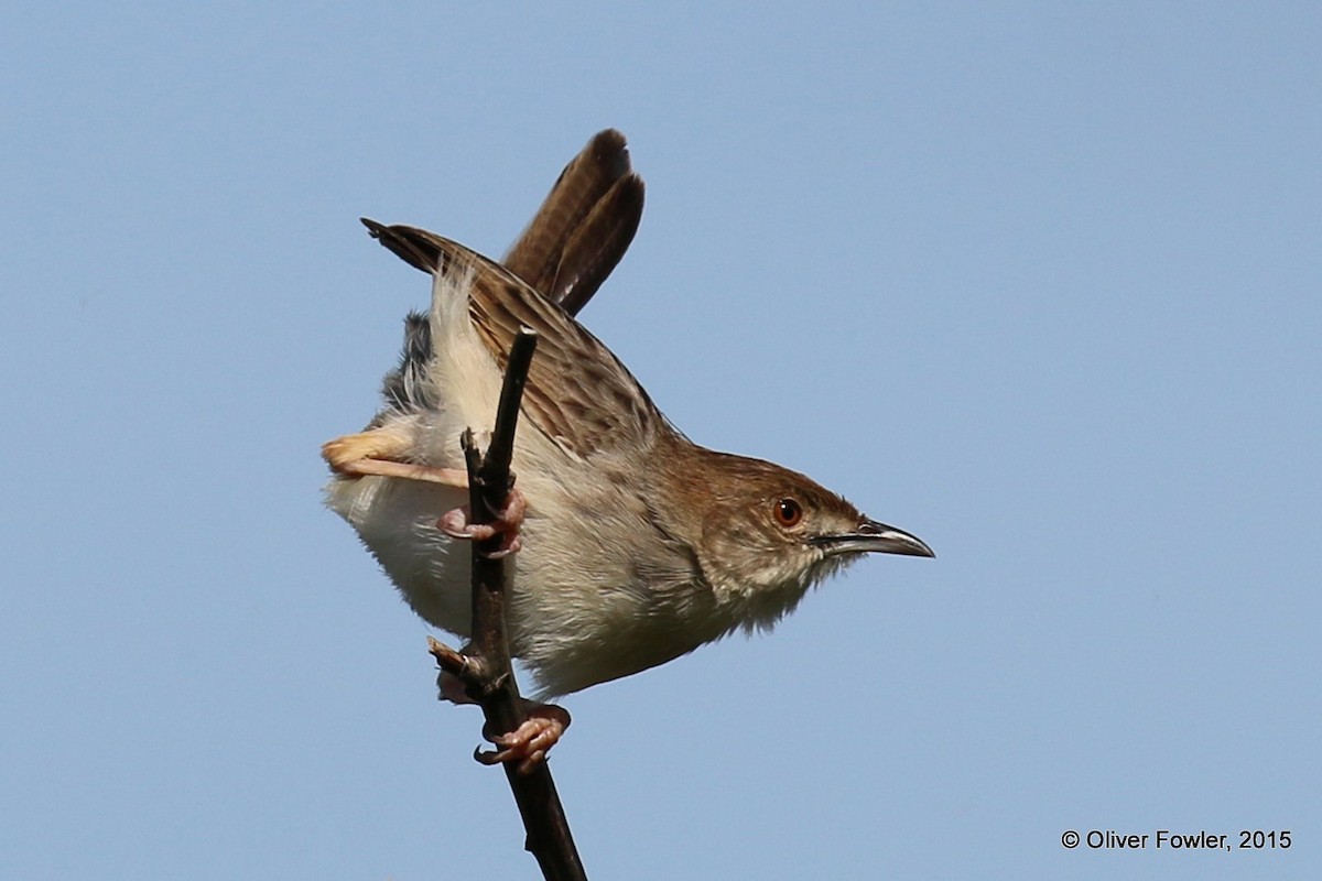 Rattling Cisticola - ML204519471