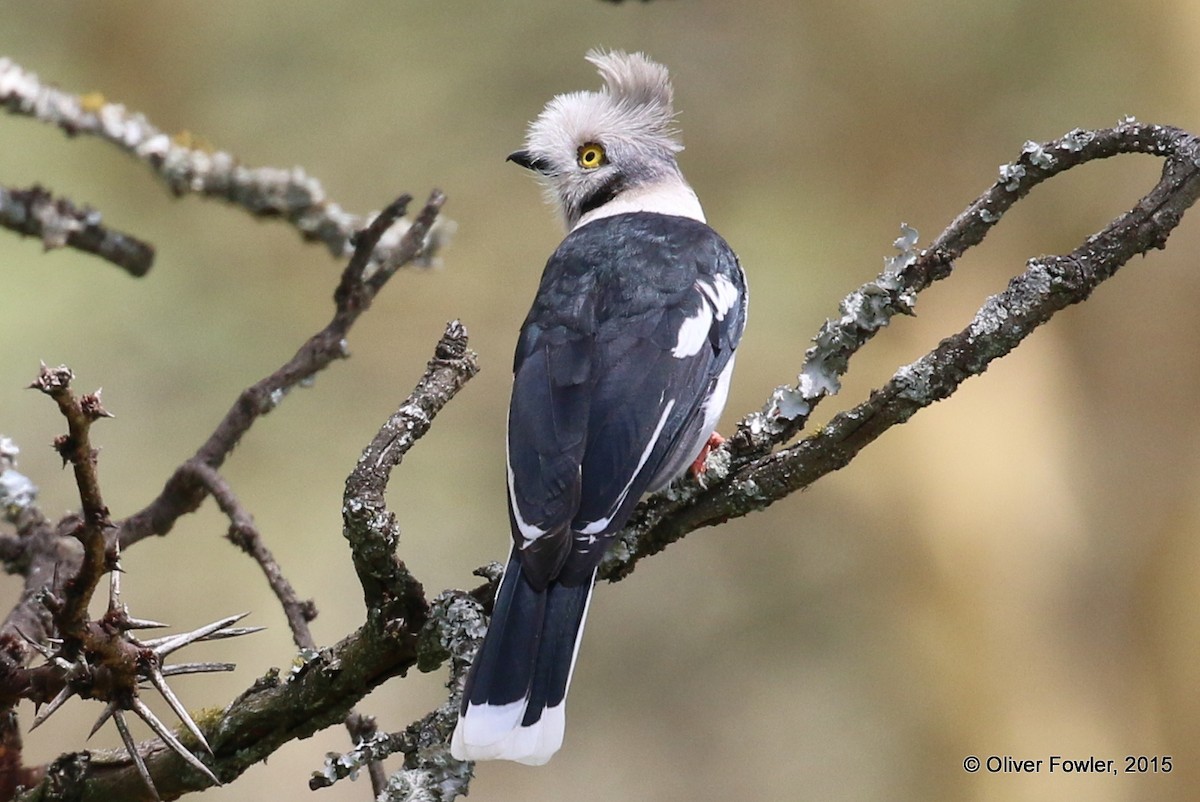 Gray-crested Helmetshrike - ML204519491