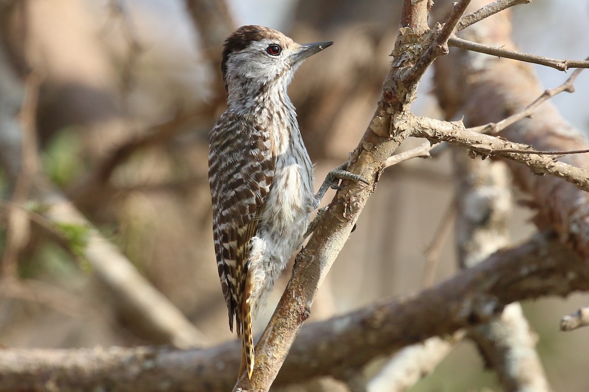 Cardinal Woodpecker - ML204519521