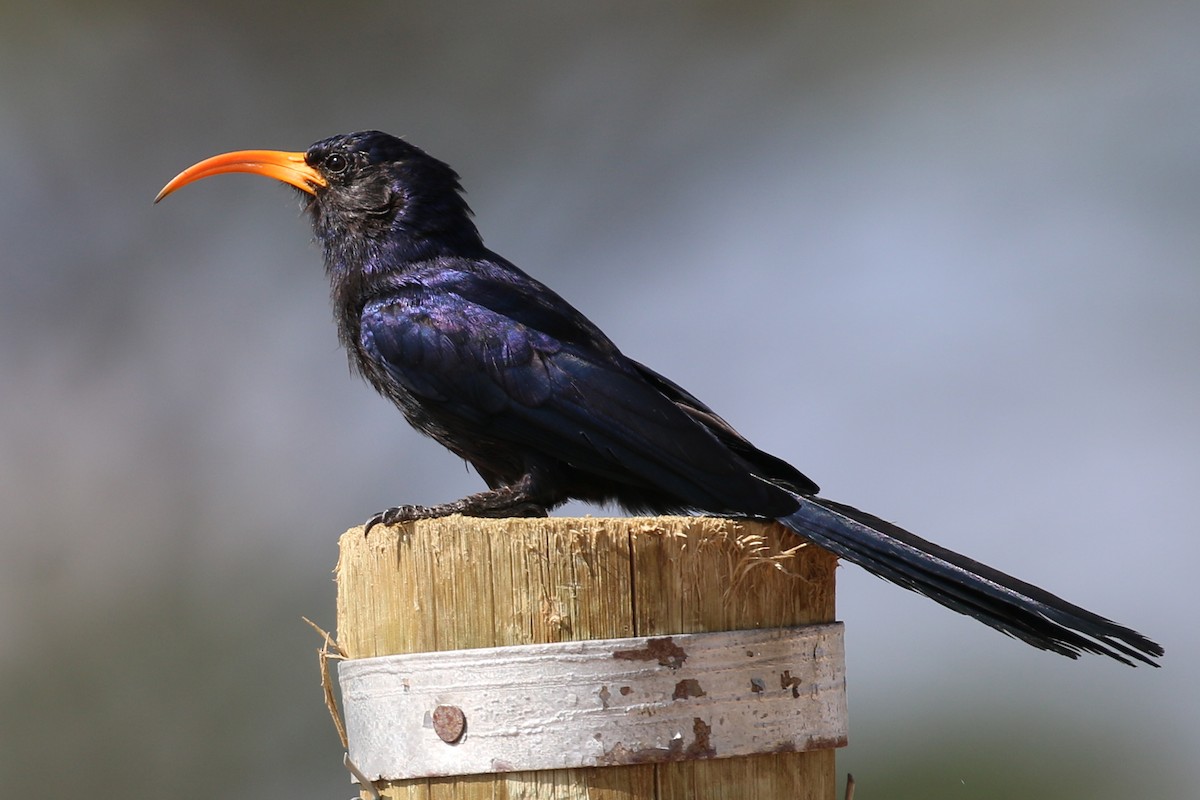 Abyssinian Scimitarbill - ML204519581