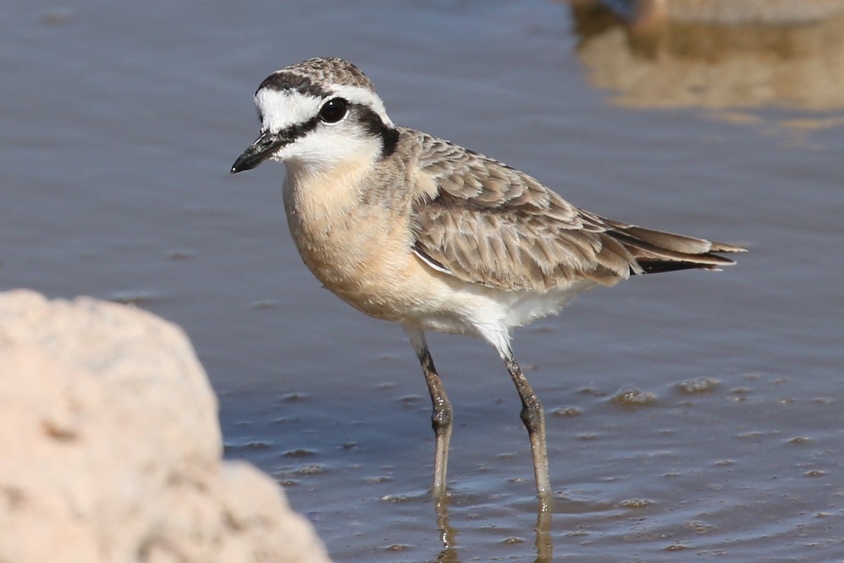 Kittlitz's Plover - ML204519631