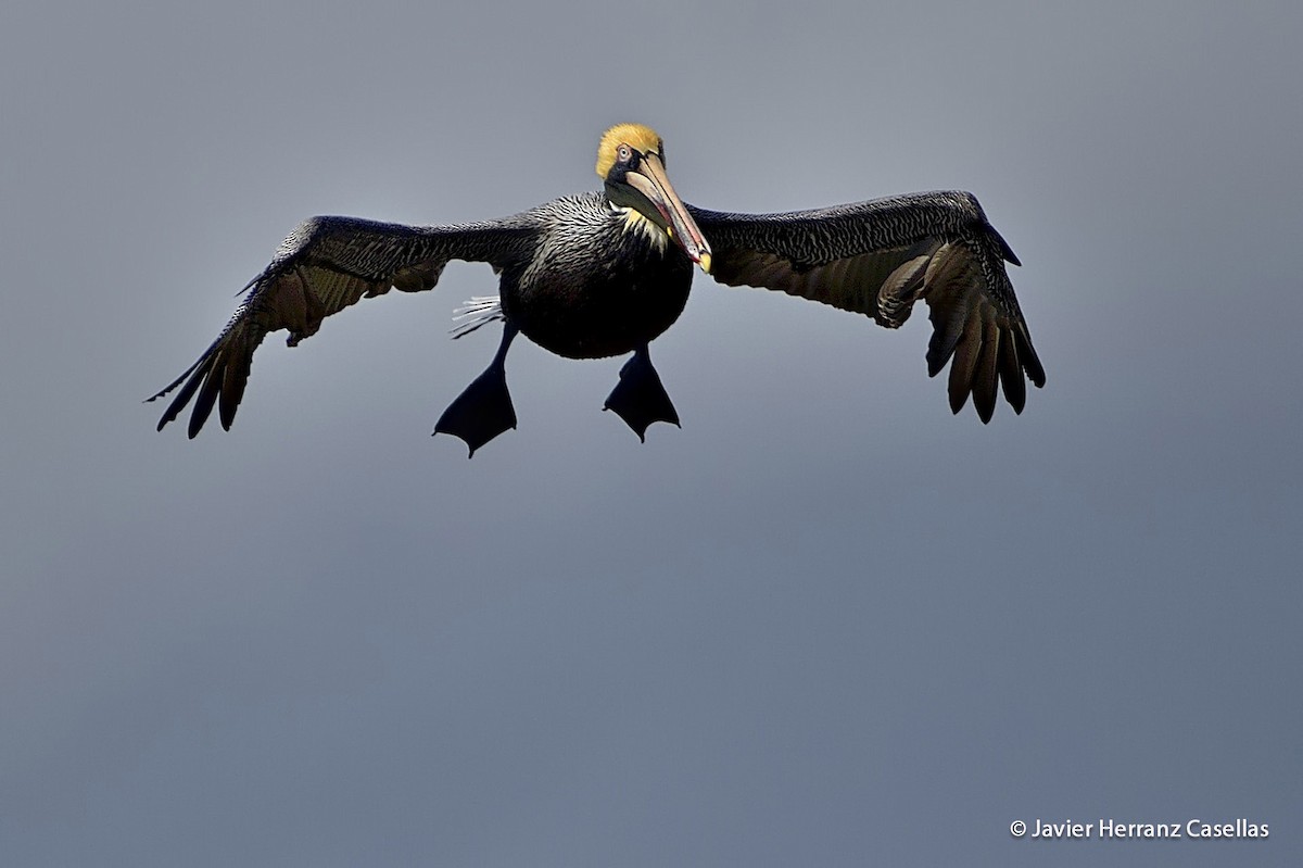 Brown Pelican (Atlantic) - ML204519681