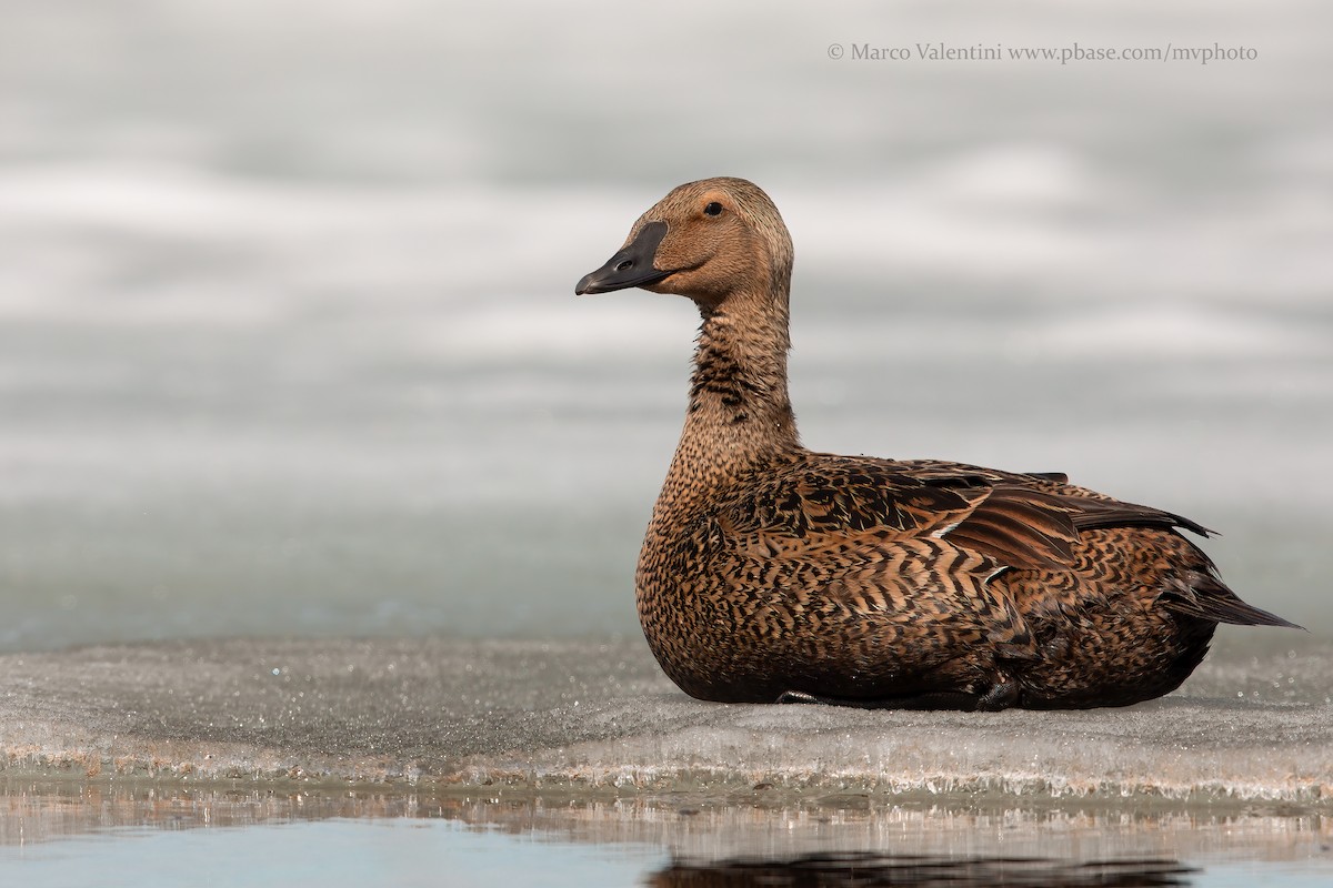 King Eider - Marco Valentini