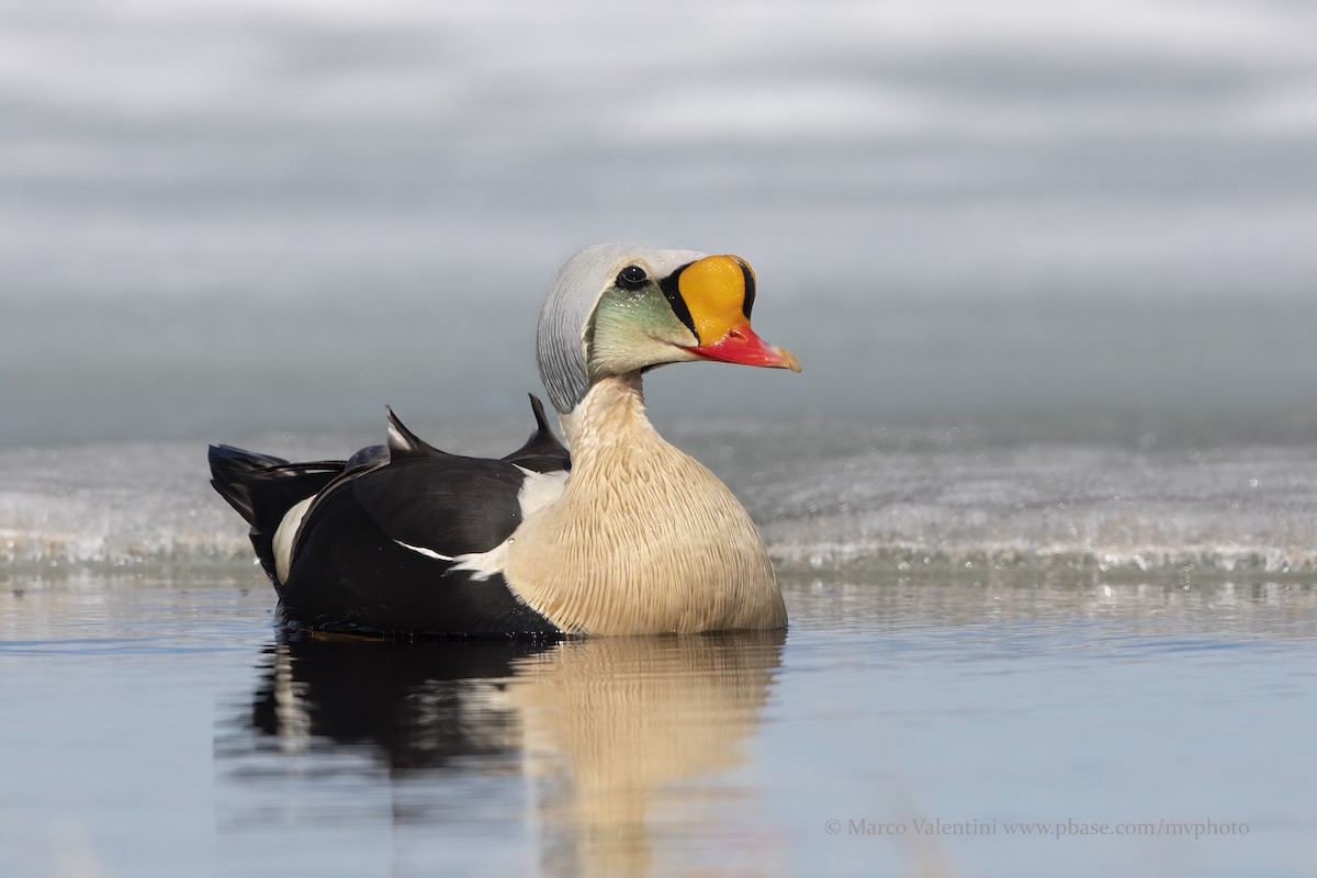 King Eider - Marco Valentini