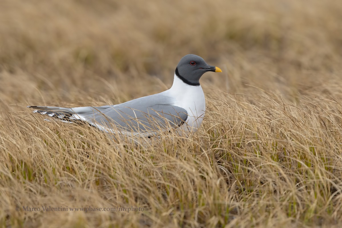 Sabine's Gull - ML204519841