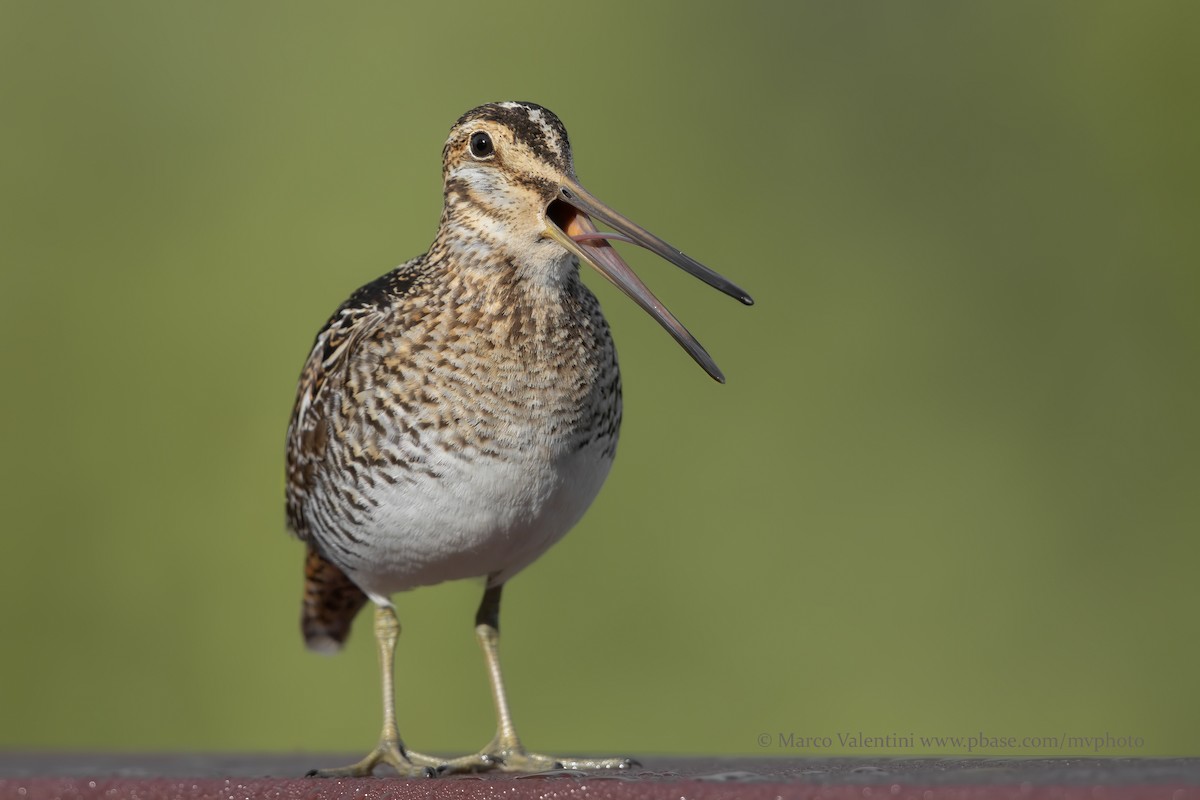 Wilson's Snipe - ML204519881