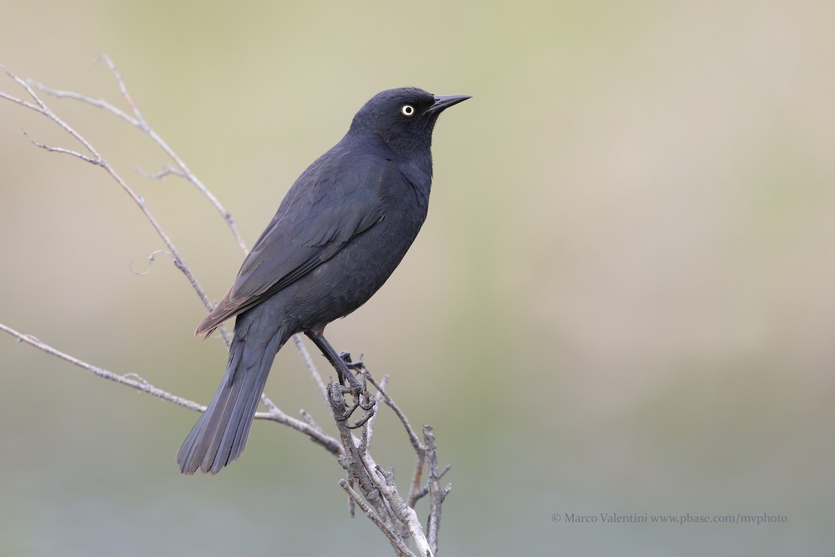 Rusty Blackbird - ML204520041