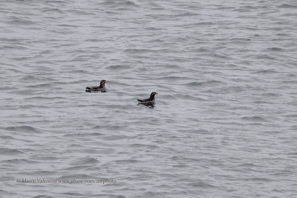 Rhinoceros Auklet - ML204520091