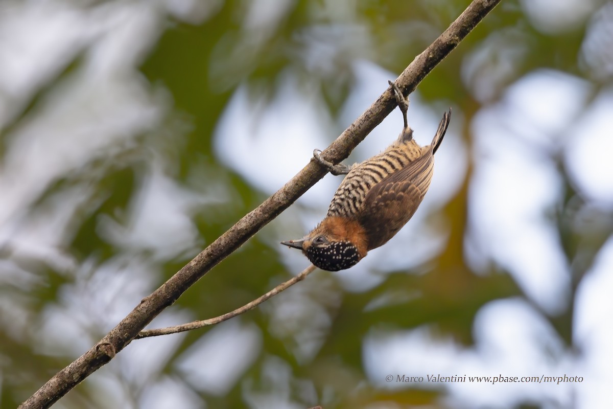 Ochre-collared Piculet - Marco Valentini