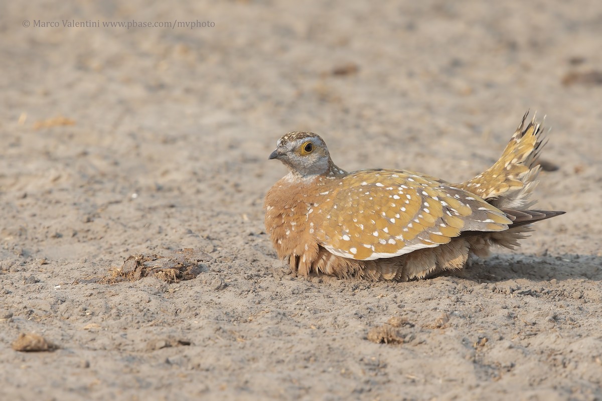 Burchell's Sandgrouse - ML204520271