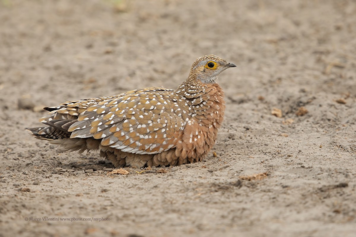 Burchell's Sandgrouse - ML204520281