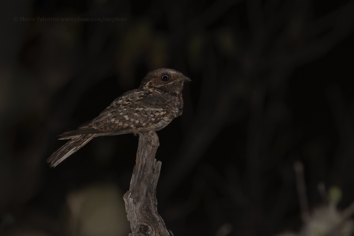 Fiery-necked Nightjar - Marco Valentini