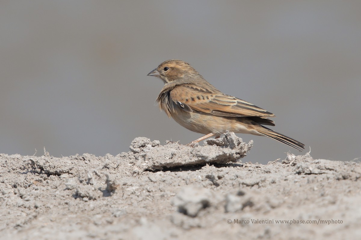 Lark-like Bunting - Marco Valentini