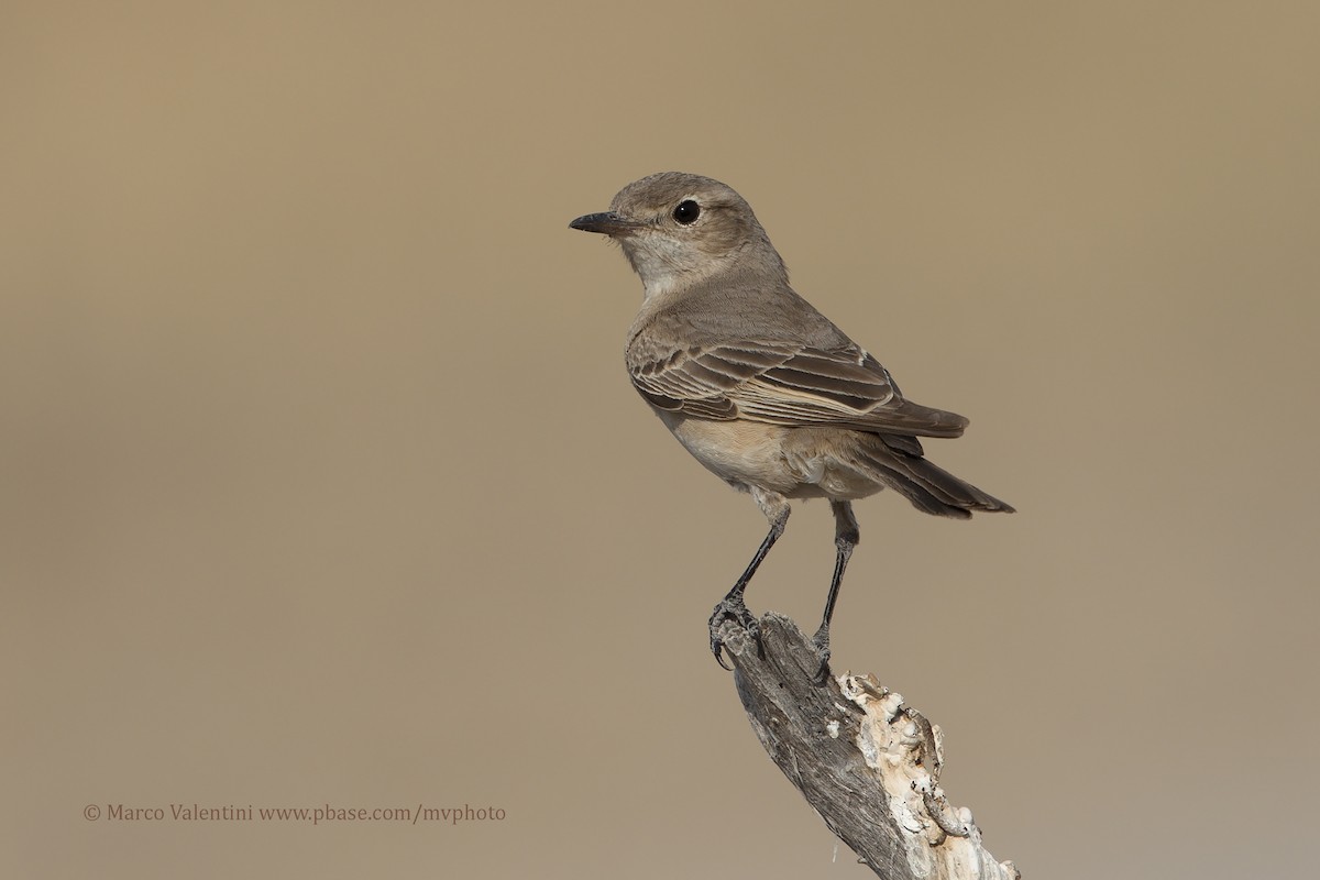 Chat Flycatcher - Marco Valentini