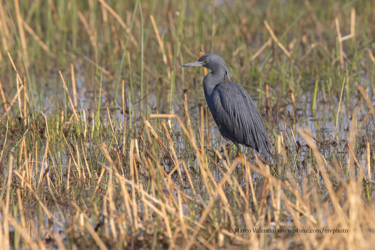 Slaty Egret - ML204520421