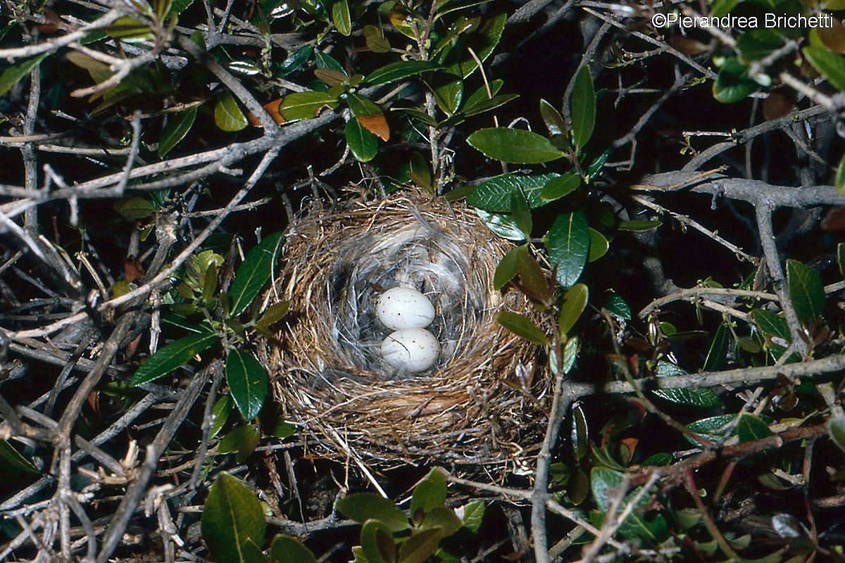 Corsican Finch - ML204520471