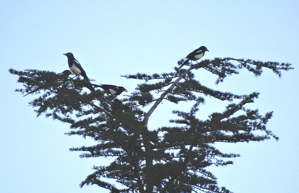 Yellow-billed Magpie - ML20452051