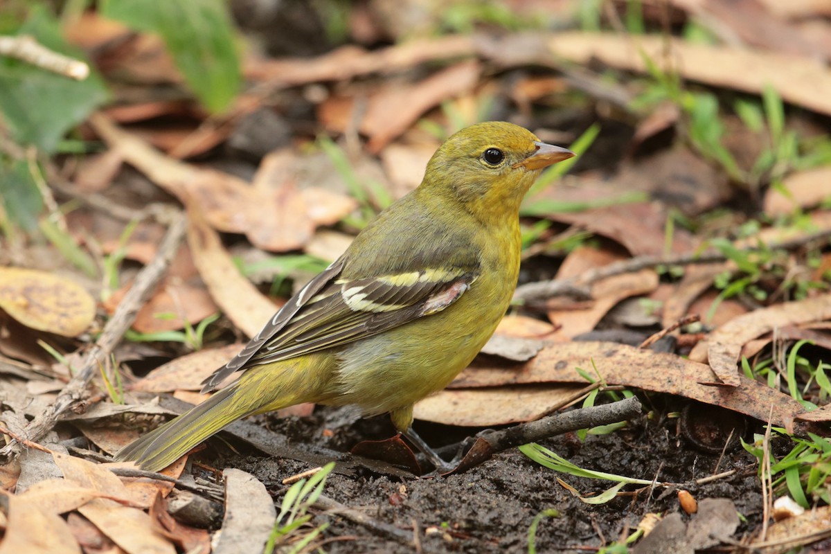 Western Tanager - Aaron Maizlish