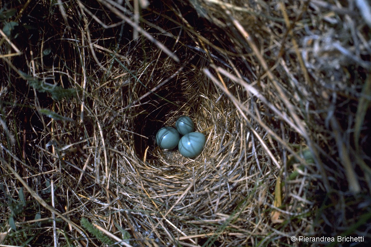 Whinchat - ML204520781