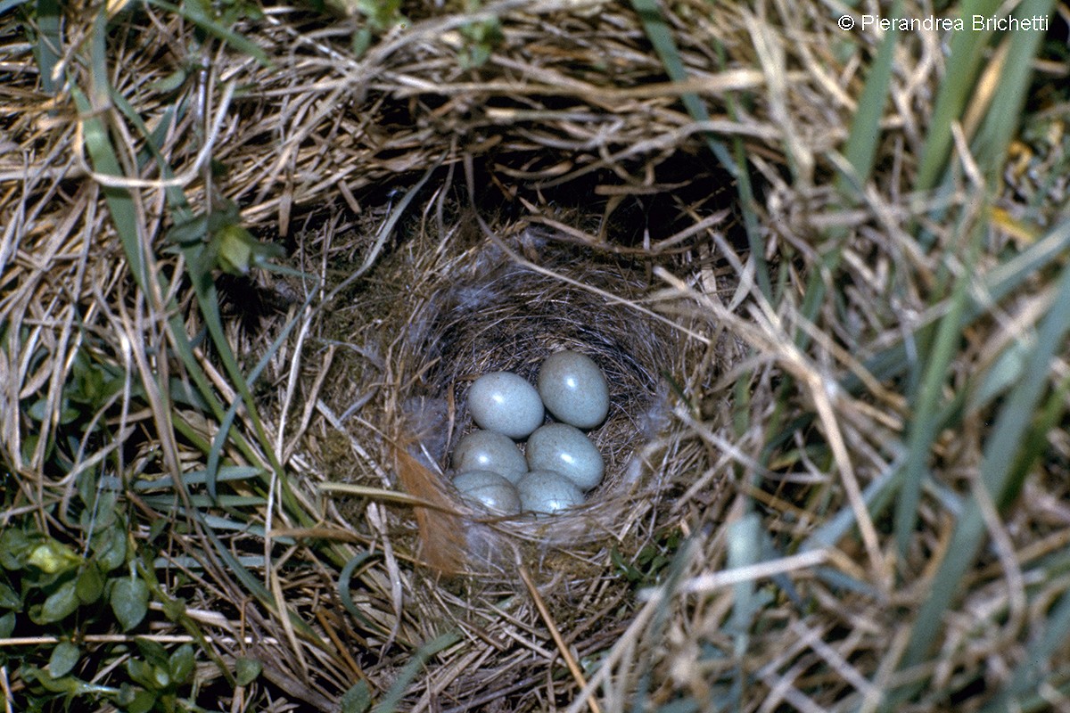 European Stonechat - ML204520791