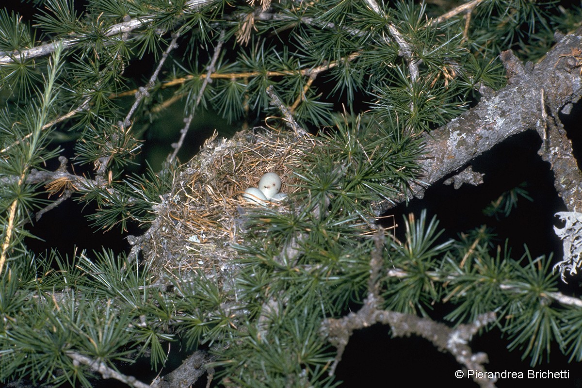 Brambling - ML204520821