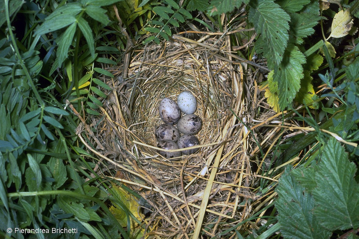 Corn Bunting - Pierandrea Brichetti