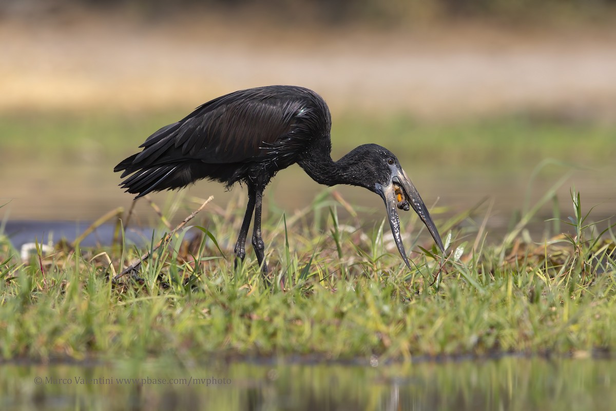 African Openbill - ML204522061