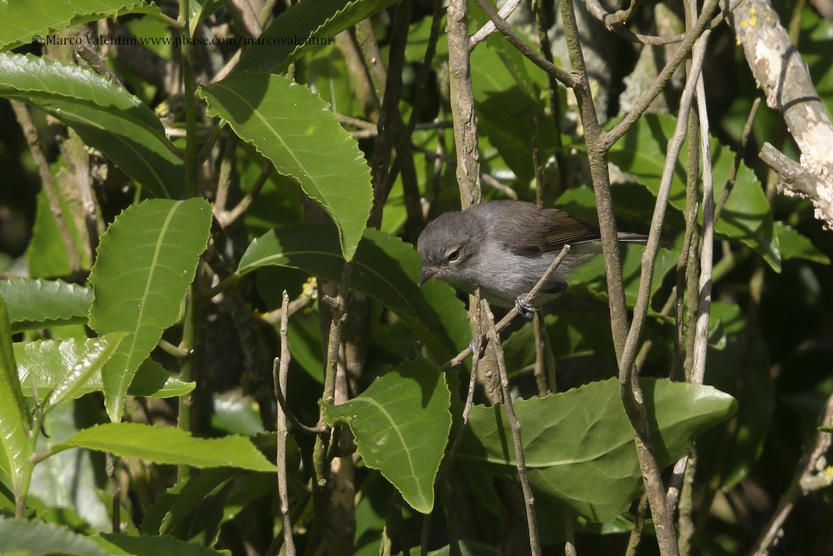 Gray Gerygone - ML204522111