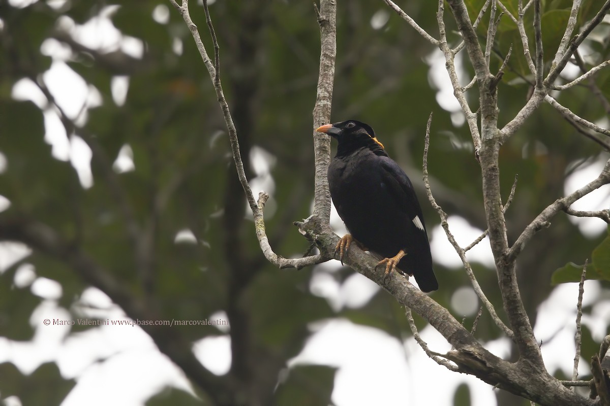 Sri Lanka Myna - Marco Valentini
