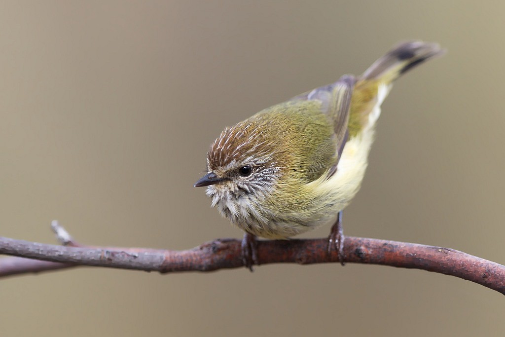 Striated Thornbill - ML204522171