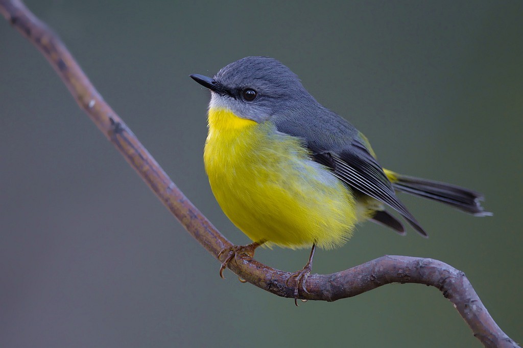 Eastern Yellow Robin - Robin Eckermann