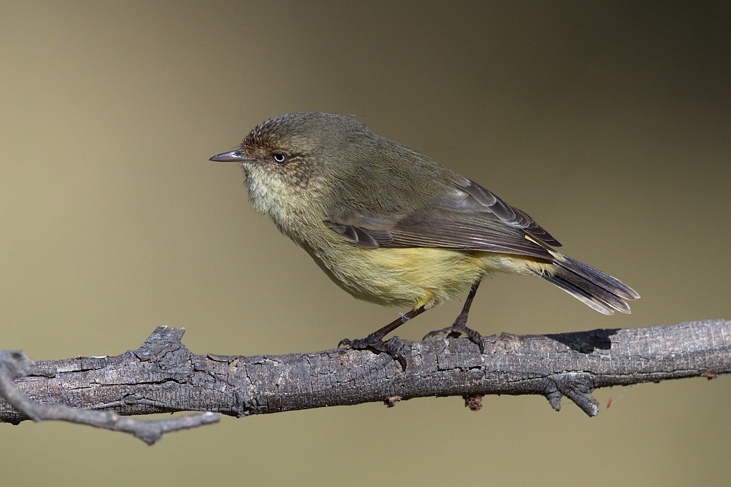 Buff-rumped Thornbill - ML204522201