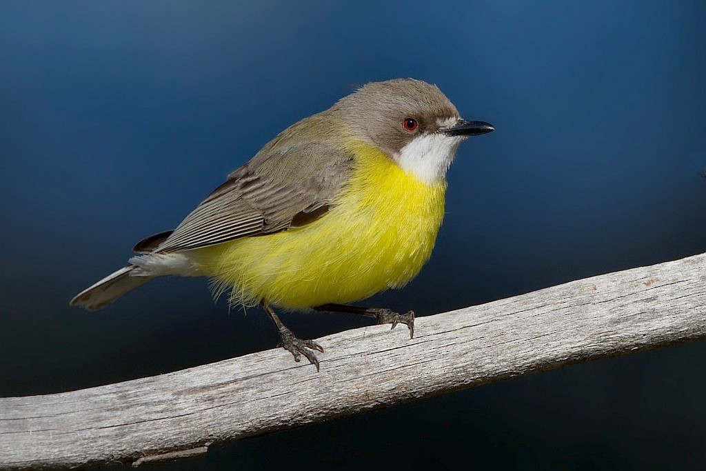 White-throated Gerygone - Robin Eckermann